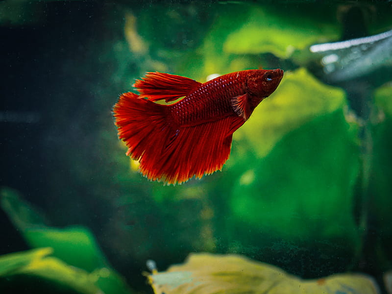 betta, fish, aquarium, water, red, HD wallpaper