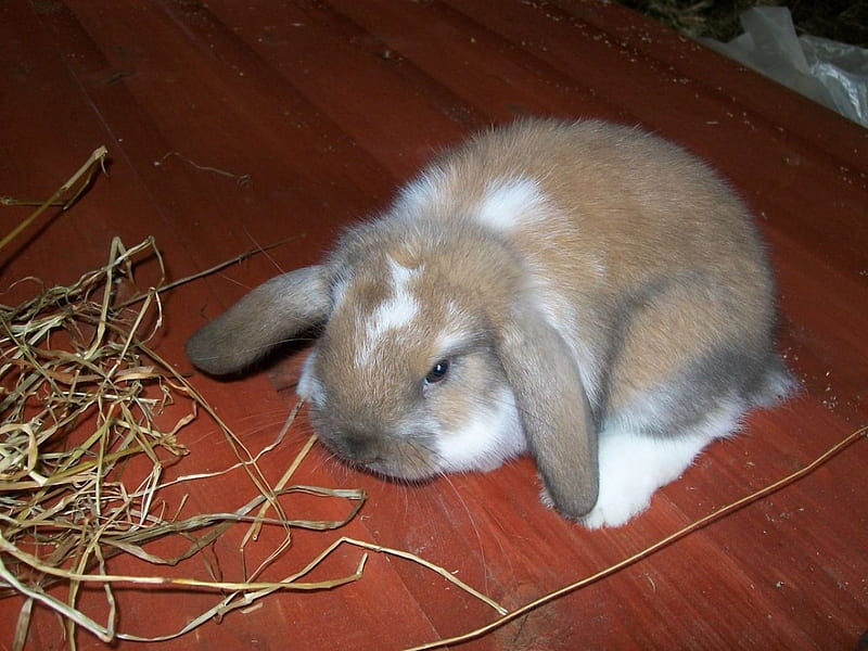 lop eared bunny, pet, white, brown, spots, HD wallpaper
