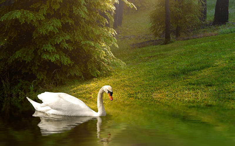 Lovely Swan, pretty, grass, bonito, swan, green, vegetation, beauty, wings, lovely, relax, greenery, birds, park, trees, swans, lake, pond, water, bird, peaceful, summer, nature, walk, white, HD wallpaper