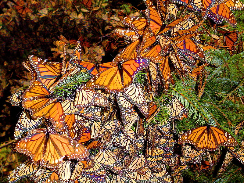Mexican visit, orange and black, monarchs, swarm, mating, butterflies, trees, HD wallpaper