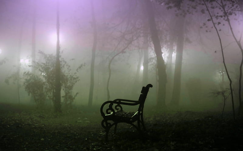 Misty place to sit, bench, evening, trees, mist, HD wallpaper