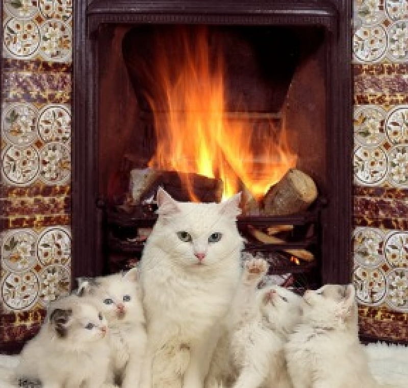 Family of white cats by the fireplace, family, fireplace, kittens, white cats, animals, HD wallpaper