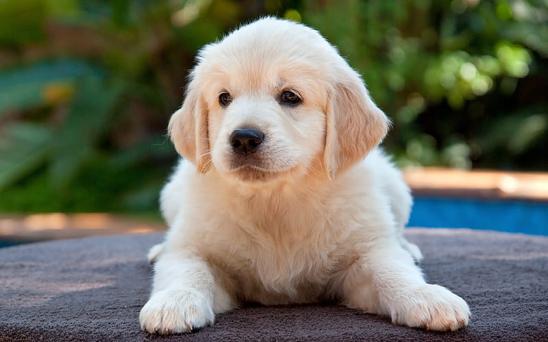 beige fluffy puppy small dog, golden retriever puppy, labrador, HD wallpaper