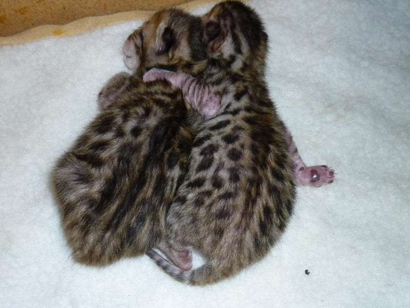 Cuddly Baby Bengal Kittens, sheepskin rug, cuddly kittens, bengal cats, HD wallpaper