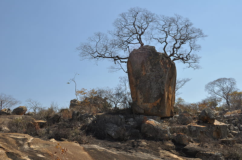 The Rock a Tree Grew Out Of, silouette, Rock, Tree, Boulders, Blue sky, HD wallpaper