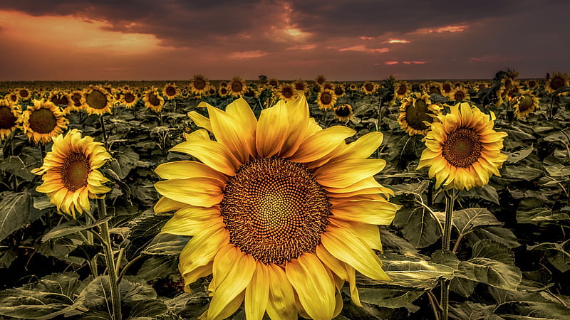 Field Of Wide Sunflowers With Background Of Dark Cloudy Sky Flowers, HD wallpaper