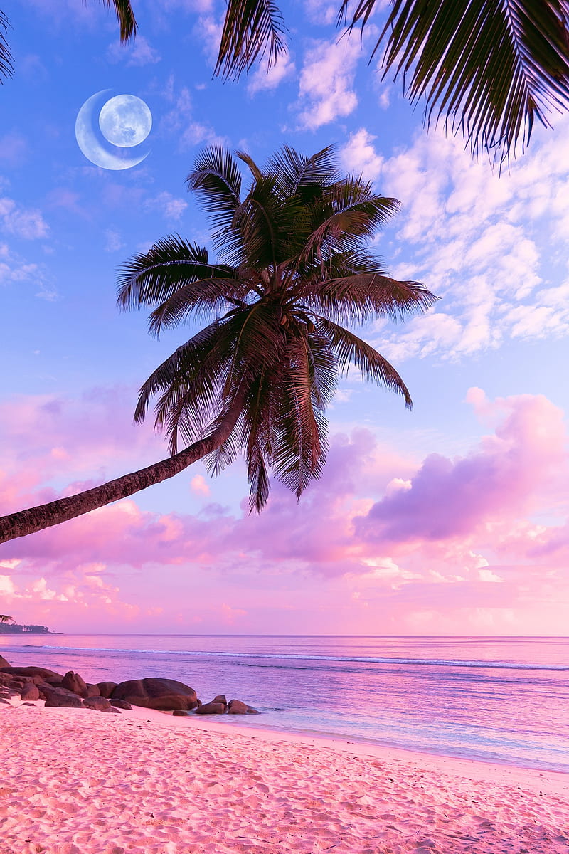 Aesthetic beach beach palms tropical HD phone wallpaper  Peakpx