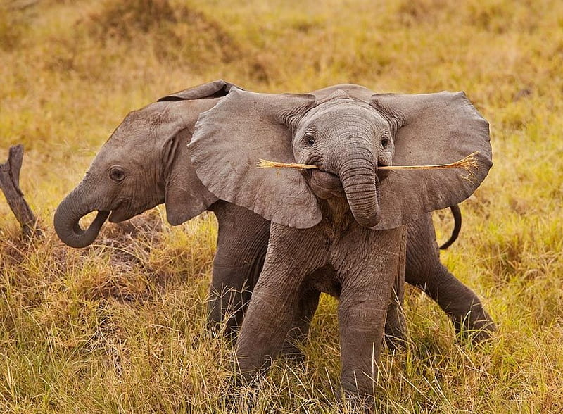 Baby Elephants, elephants, funny, baby, HD wallpaper