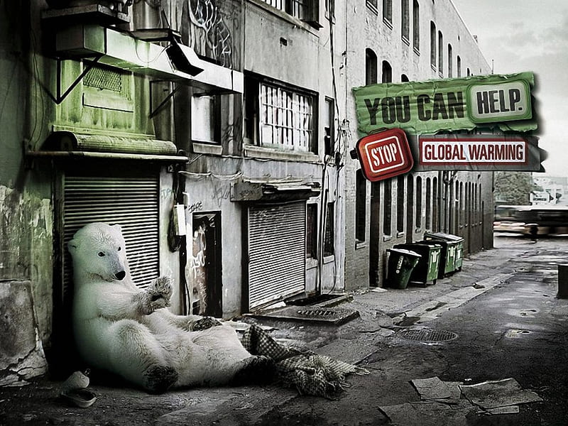 Homeless, snowbear, help, warming, global, funny, HD wallpaper