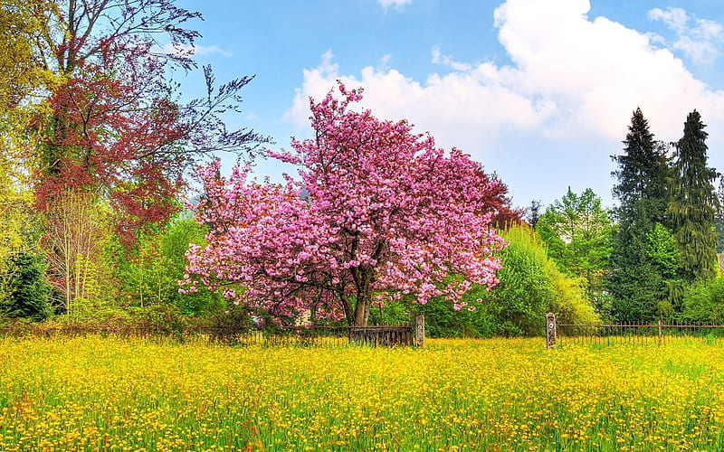 Spring Colors - Japanese Cherry blossom Tree, HD wallpaper