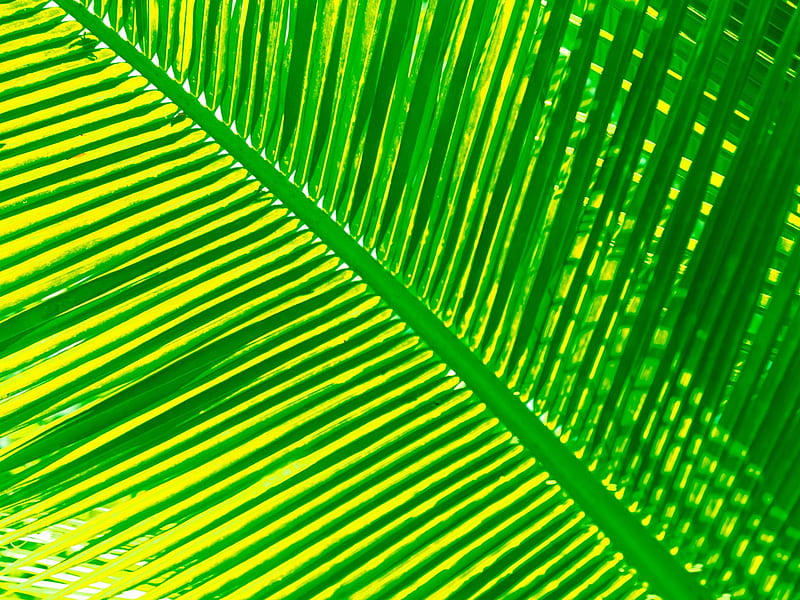 Under the sun palm leaf, HD wallpaper