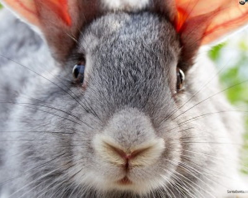 bunny face, curious, awake, whiskers, pink, HD wallpaper