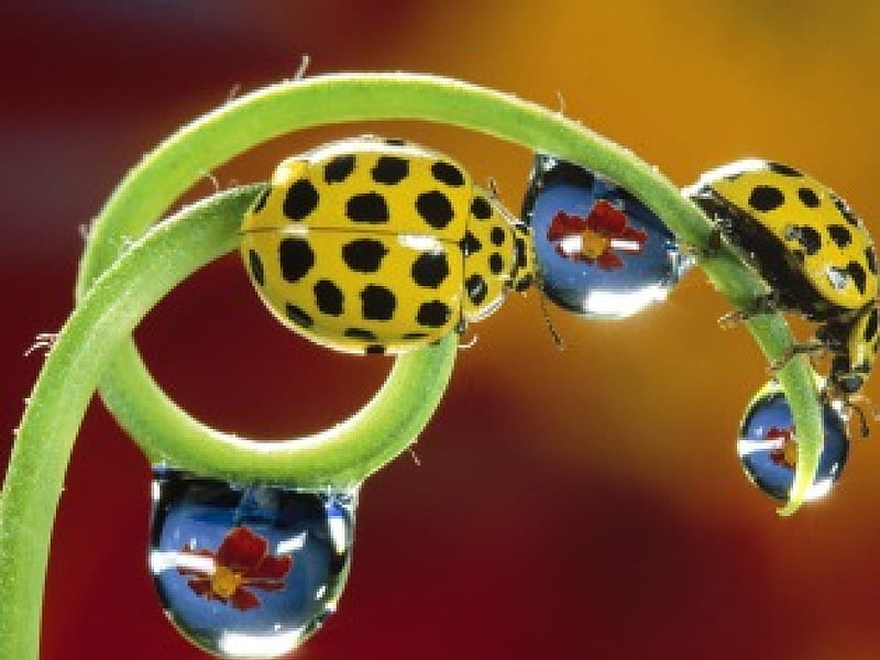 The yellow dot, insect, nature, ladybird, animals, HD wallpaper