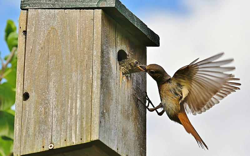 Common Redstarts, birds, animals, wooden, nest box, HD wallpaper