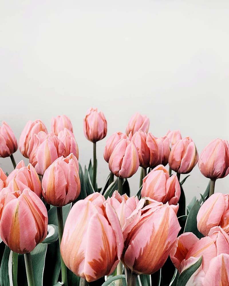 tulips, flowers, pink, bloom, HD phone wallpaper