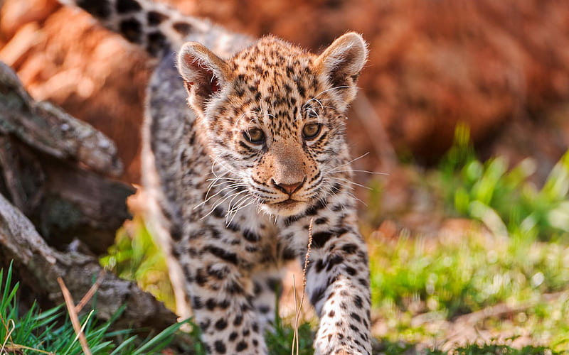 jaguar baby-Animal graphy, HD wallpaper