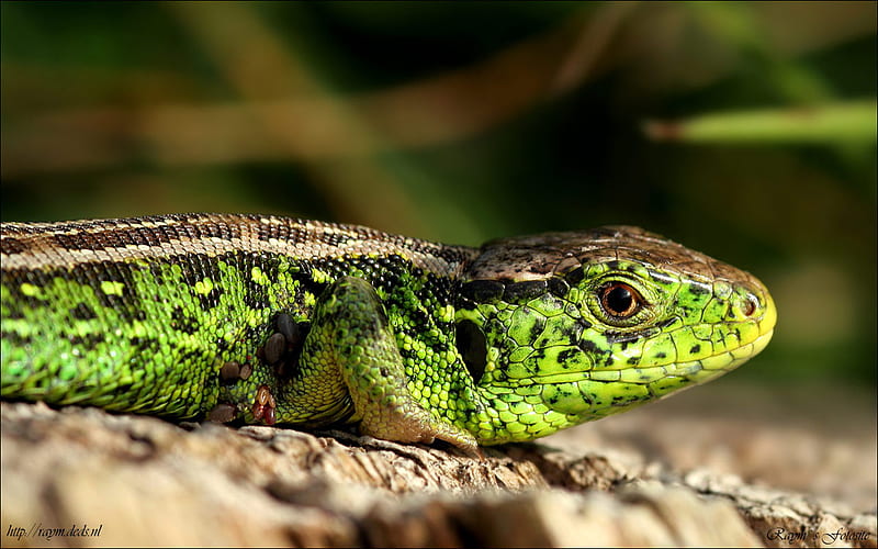 Green lizards, lizard, reptiles, green, animals, HD wallpaper | Peakpx