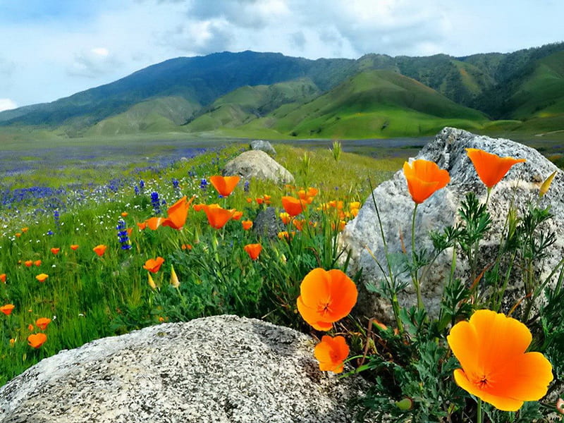 Field of wild poppies, rocks, red, pretty, grass, orange, poppies, bonito, clouds, mountain, nice, stones, green, wild, lovely, greenery, sky, peaceful, nature, meadow, field, HD wallpaper