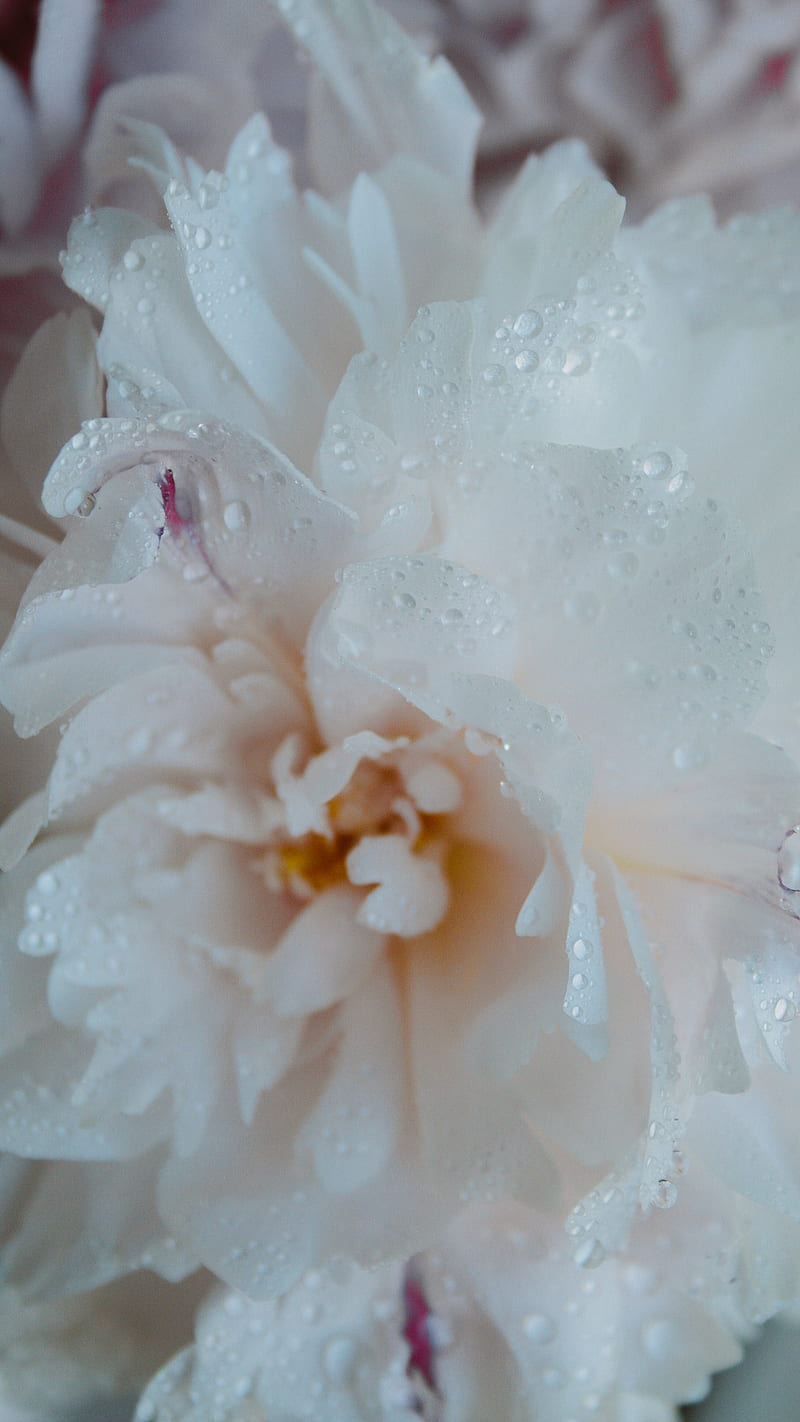 White peon, flowers, white, HD phone wallpaper