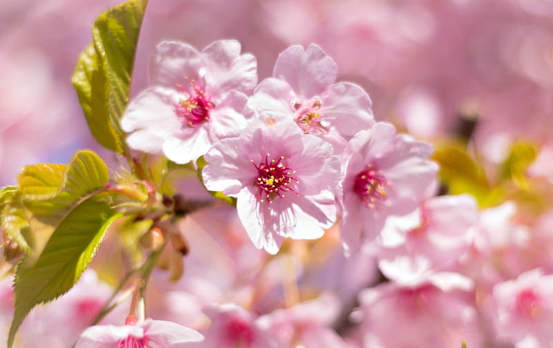 Spring, blossom, green, flower, pink, cherry, HD wallpaper | Peakpx