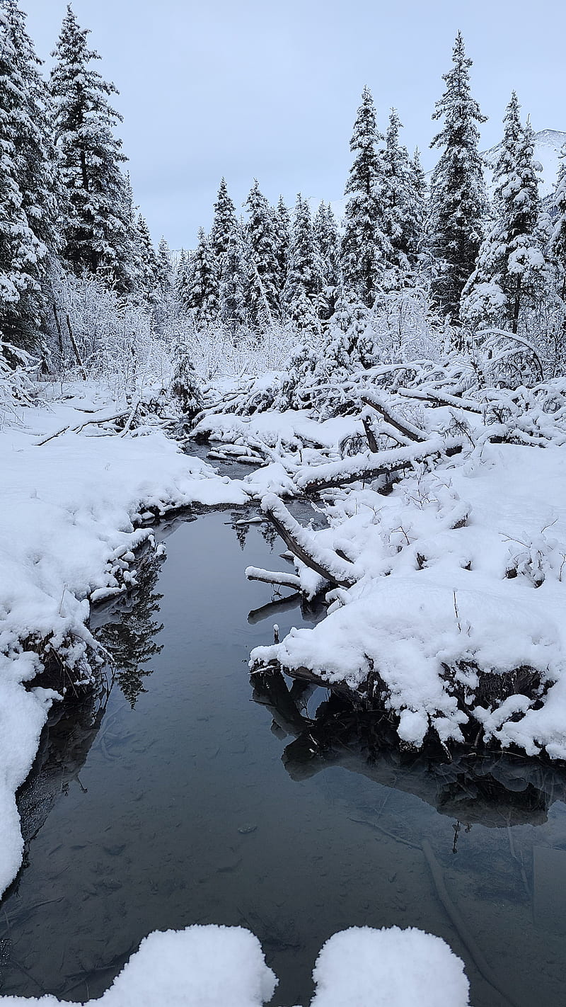 Alaska, bosque, río, nieve, invierno, Fondo de pantalla de teléfono HD |  Peakpx