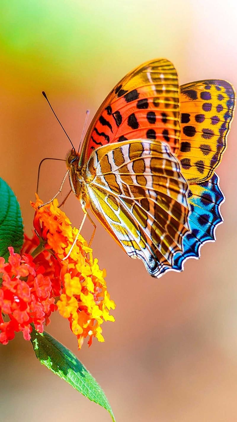 Cute Butterfly, Colorful Butterfly Collecting Nectar, colorful wings, HD phone wallpaper