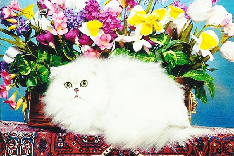A persian chinchilla cat by some flowers, cute, persian, paws, flowers, kitten, HD wallpaper