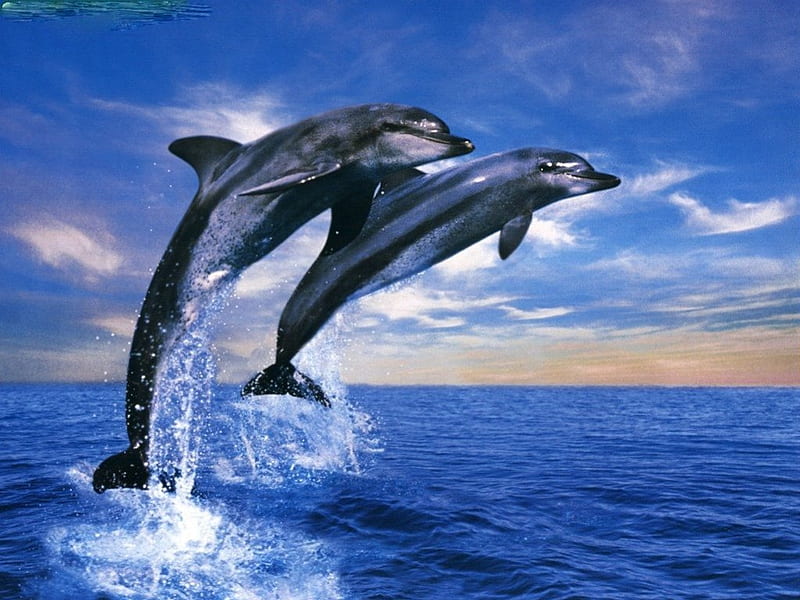 Dolphins, beauty, nature, aquatic animals, HD wallpaper