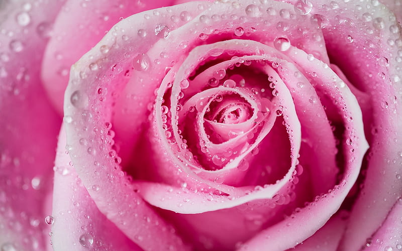 pink rose, bud, drops of water, pink flower, pink petals, HD wallpaper
