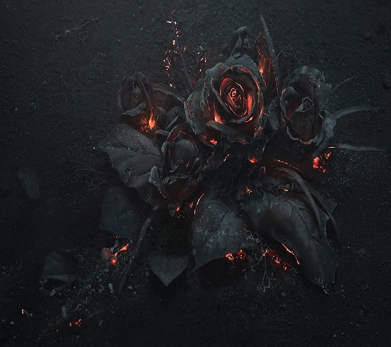 Fire Roses, HD wallpaper