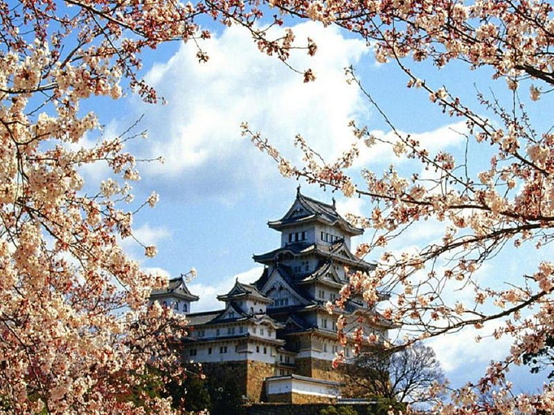 Himeji Castle, sakura, japan, japanese, spring, castle, himeji, cherry blossom, HD wallpaper