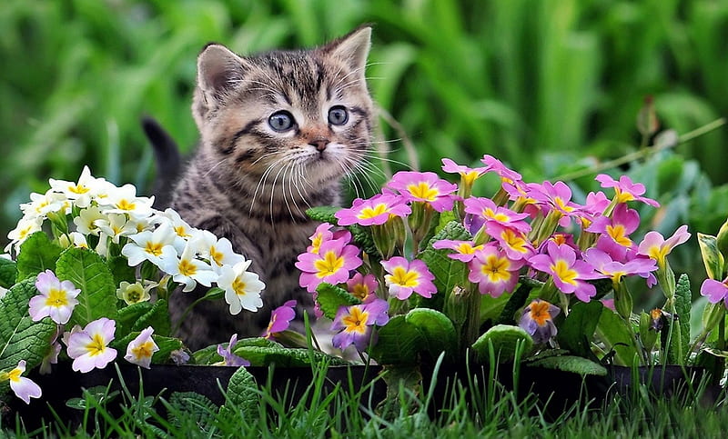 Cat and primrose flowers, spring, cat, small, cute, graphy, green, primrose, flowers, garden, pink, animals, HD wallpaper