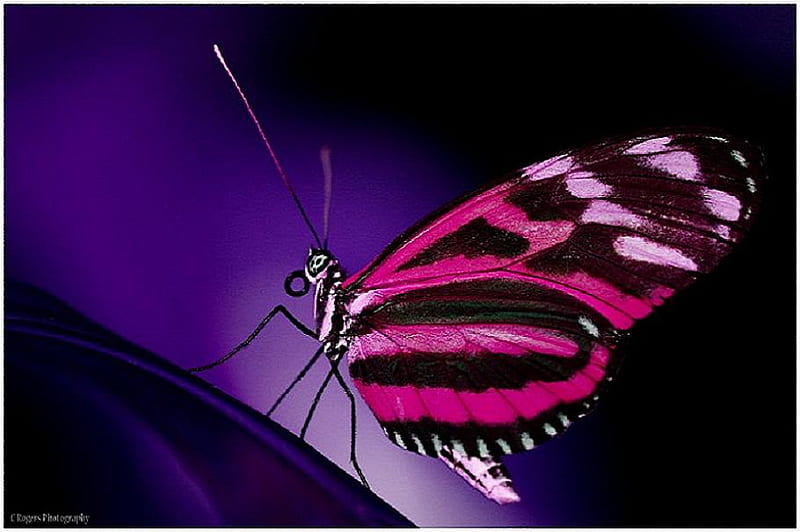 Alas fucsia, morado, mariposa, luz, fucsia negro y rosa, Fondo de pantalla  HD | Peakpx