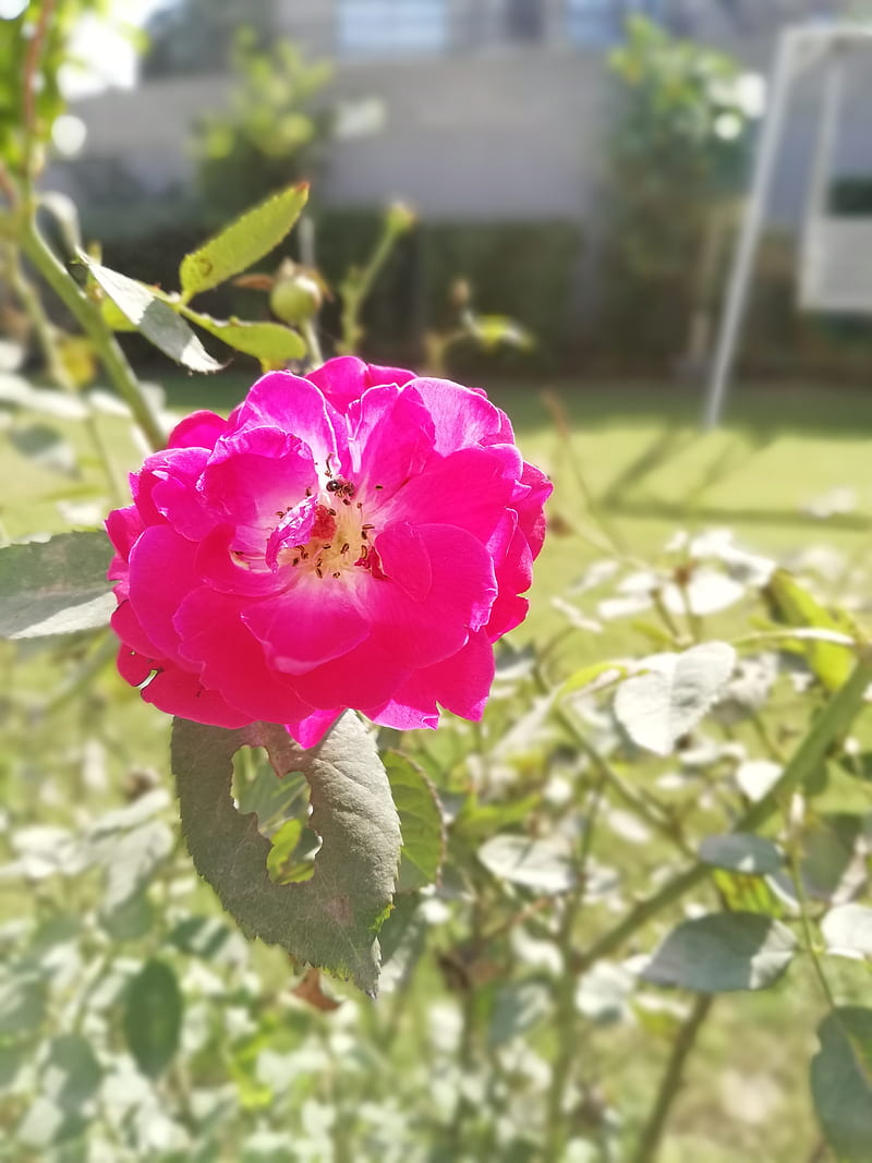 Rose, flowers, nature scenery, roses, spring, HD phone wallpaper | Peakpx