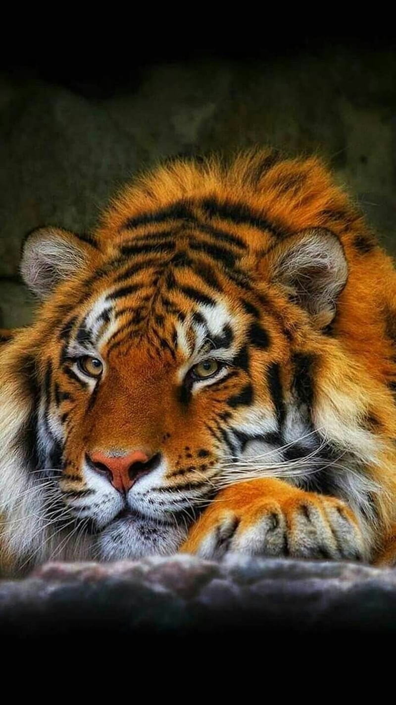 Hear Me Roar, cats, tiger, tigers, HD phone wallpaper