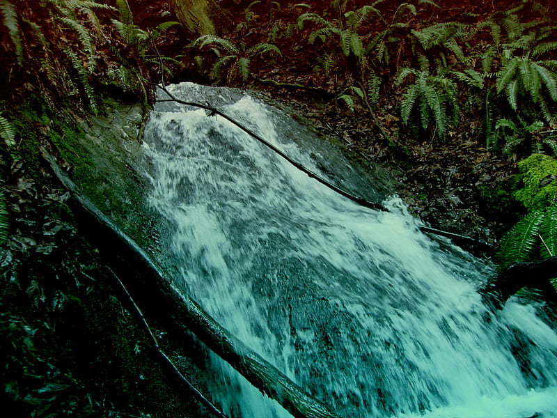 downhill stream, stream, ferns, flowing, pacific northwest, waterfall, HD wallpaper