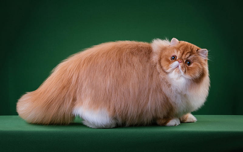Ginger Persian cat, big fat cat, fluffy ginger cat, cute animals, HD wallpaper