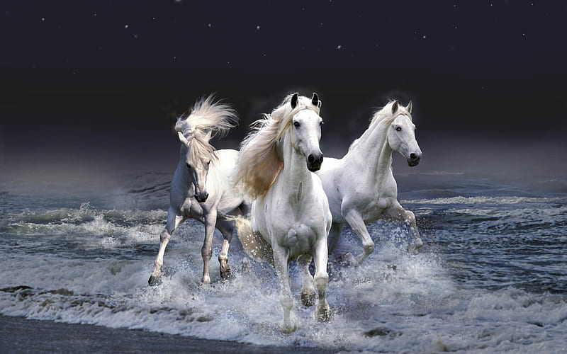 White horses, stars, ocean, waves, horse, run, sea, beach, wild, dark, beast, blue, night, HD wallpaper