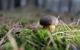 HD bolete wallpapers | Peakpx