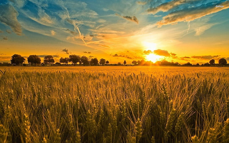 Golden wheat, sunset, gold, field, wheat, HD wallpaper | Peakpx