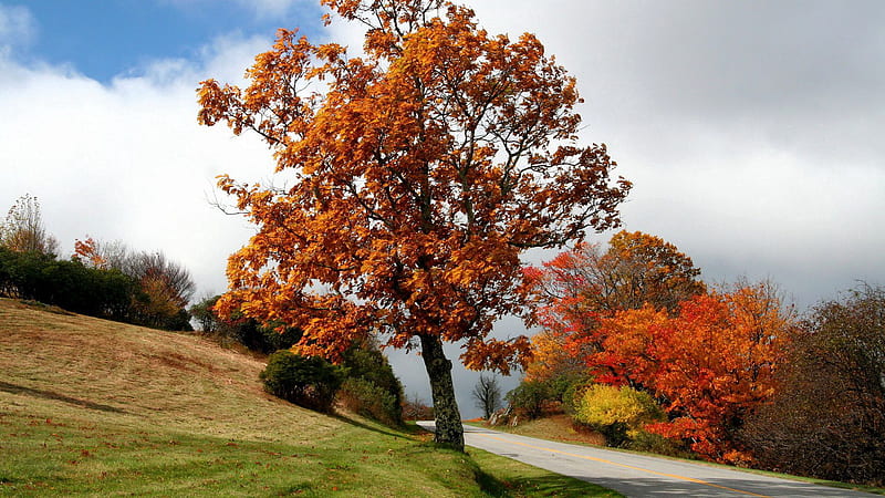 Road Between Autumn Fall Trees Bushes Asphalt Slope Meadow White Cloud Autumn, HD wallpaper