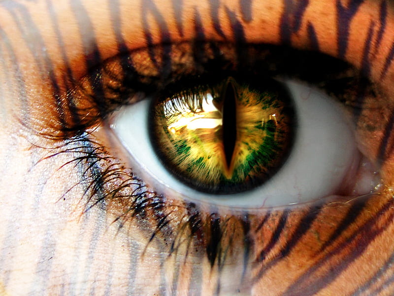 Eye of The Tiger, make up, female, eyelash, paint, eye, desenho, tear duct, HD wallpaper