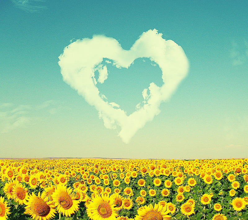 Summer Love, flowers blue, heart sunny, skies, HD wallpaper