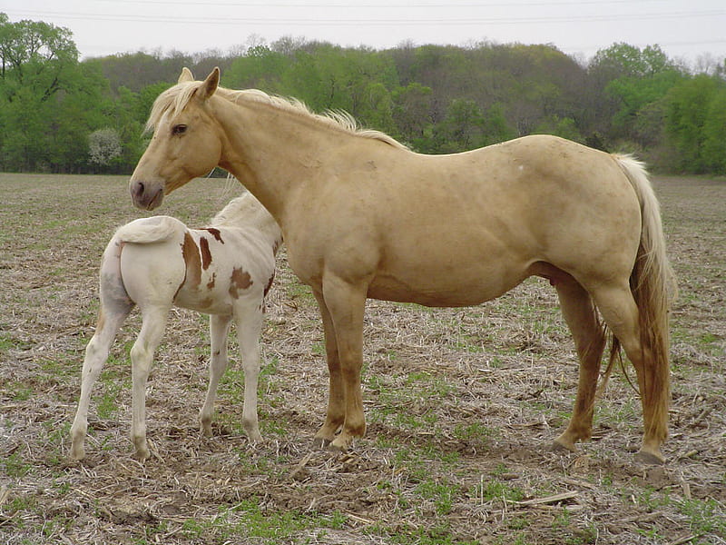 Quarter Horses, foal, horse, blonde mare, HD wallpaper