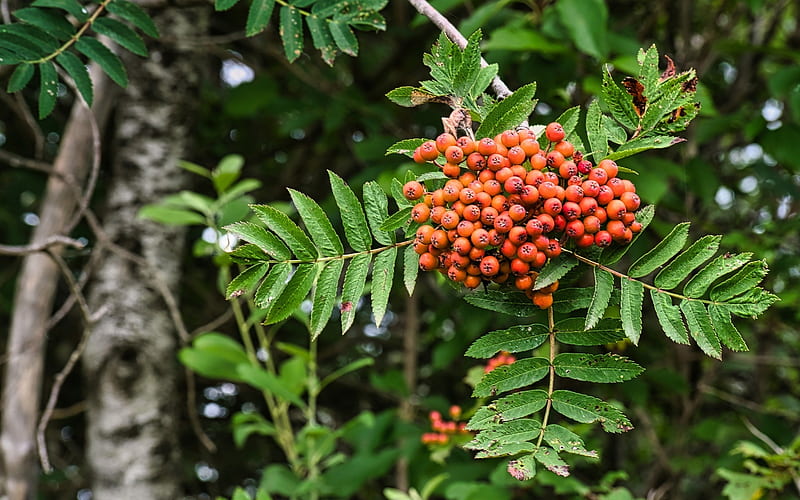 Rowan, berries, leaves, tree, HD wallpaper