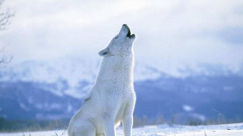 Arctic wolf howling, wild animal black, howl, canine, wolf pack, solitude, friendship, quotes, gris, the pack, mythical, majestic, wisdom beautiful, pack, dog, lobo, arctic, black, abstract, winter, spirit, timber, canis lupus, snow, grey wolf, wolfrunning, nature, wolf, wolves, white, lone wolf, howling, HD wallpaper
