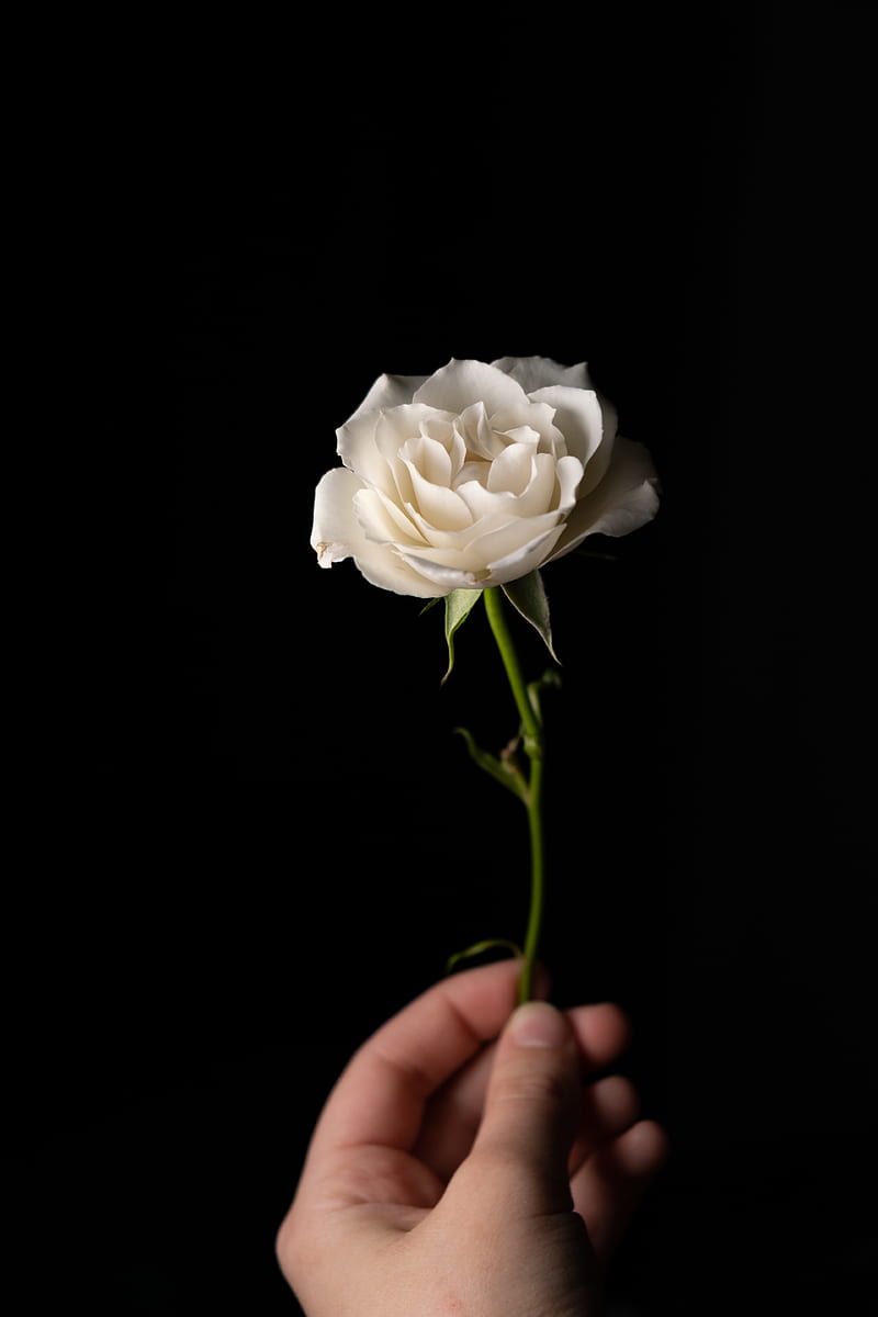 rose, flower, petals, stem, white, hand, HD phone wallpaper