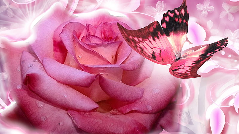 Kiss A Rose, butterfly, rose, flower, summer, dew, vines, abstract, pink, HD wallpaper