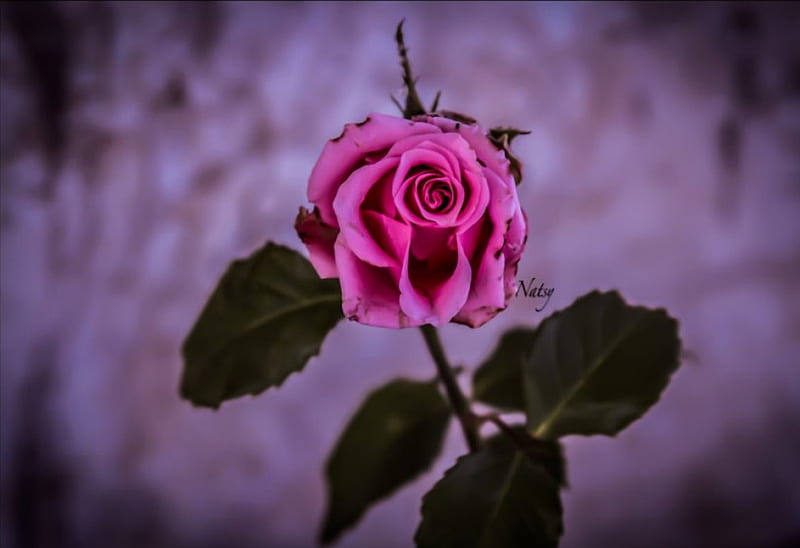 Open Your Heart, flower, soft, rose, pink, HD wallpaper