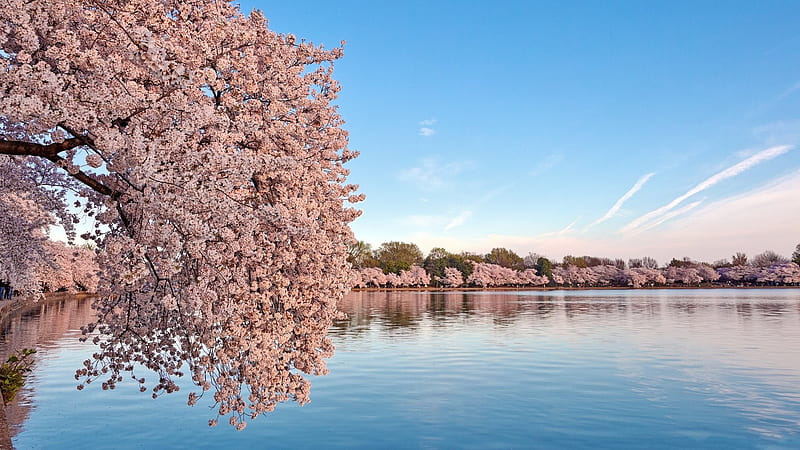 Washington DC Cherry Blossoms, Cherry, tree, Washington, Blossoms, nature, DC, HD wallpaper